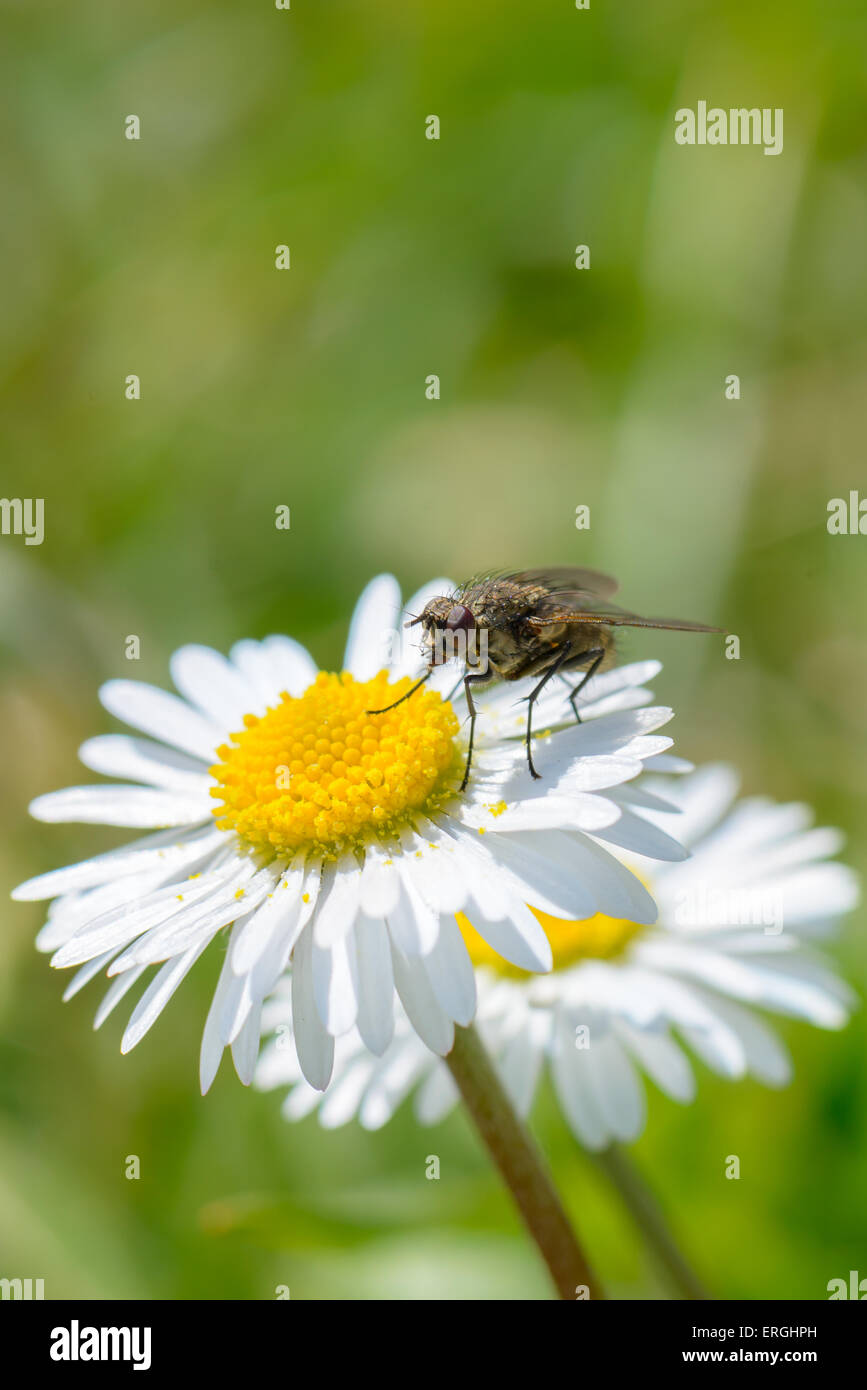 A fly eating pollen on a daisy flower Stock Photo Alamy