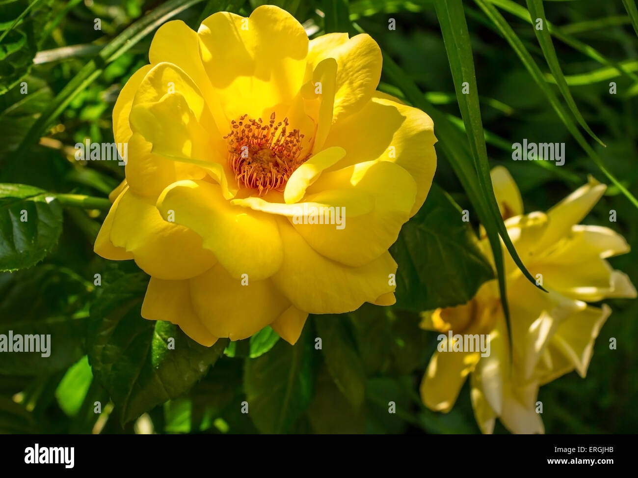 Yellow rose Stock Photo