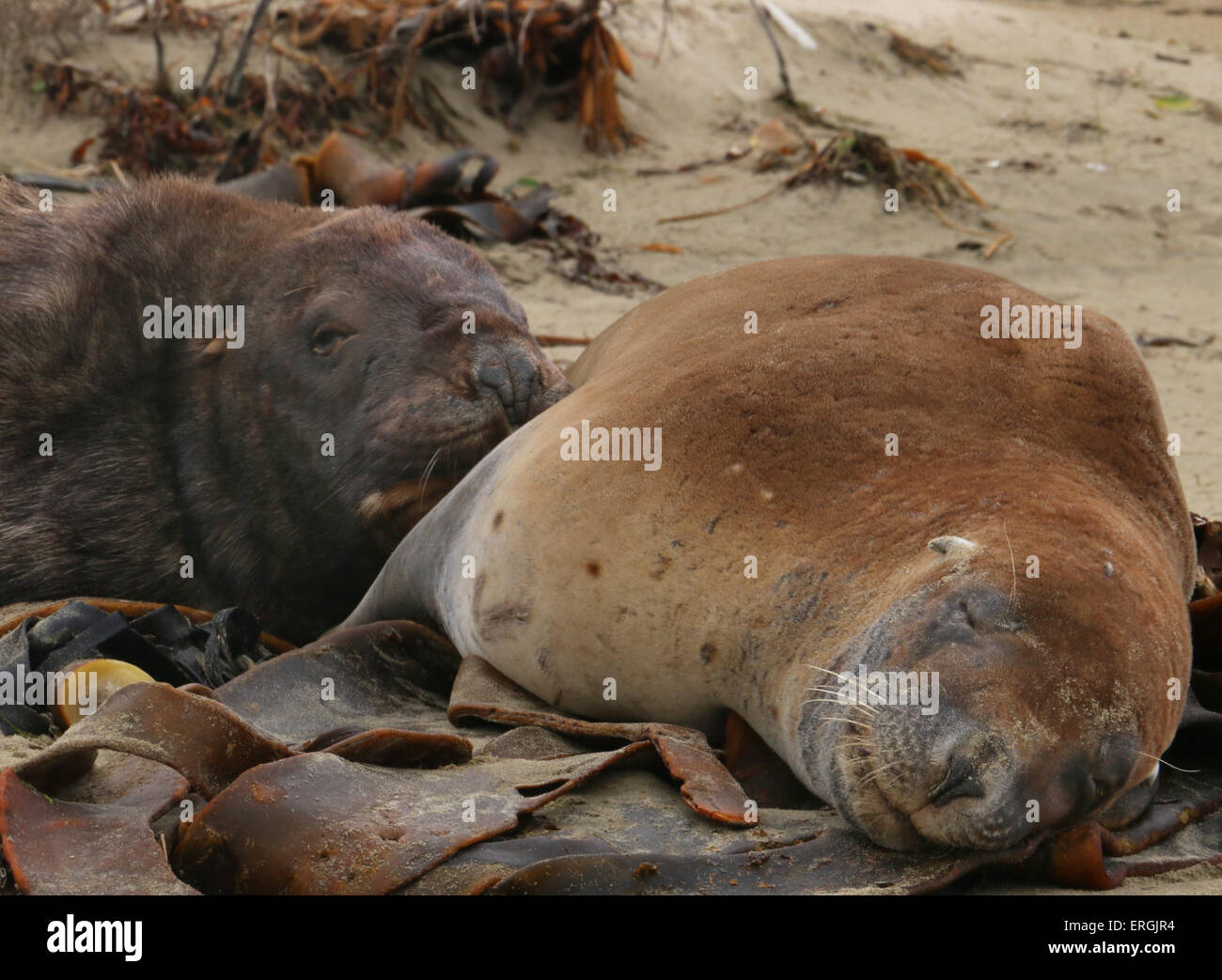 Sleeping Hooker's sea lion New Zealand sea lion Surat Beach Catlins river New Zealand Stock Photo