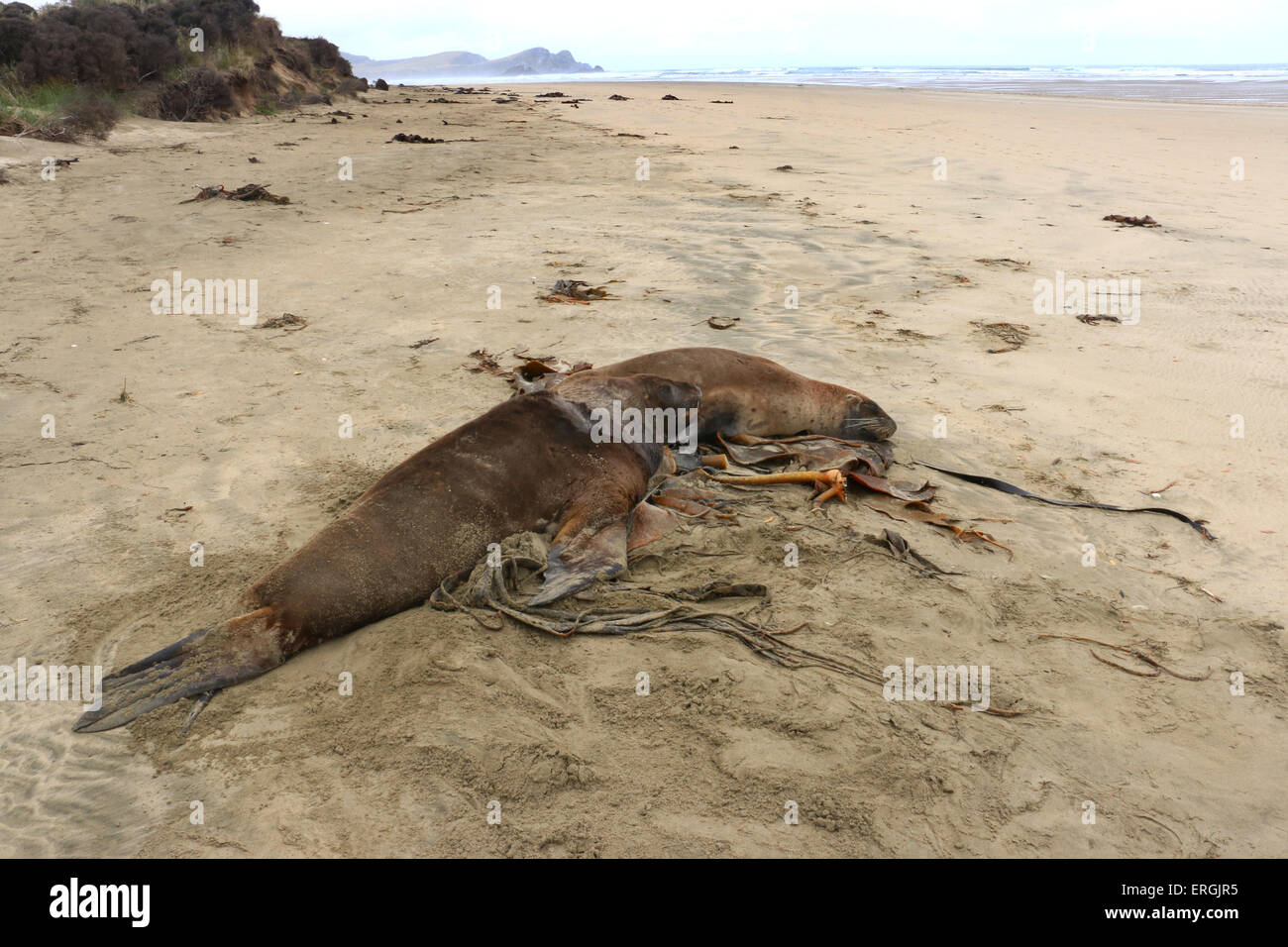 Sleeping Hooker's sea lion New Zealand sea lion Surat Beach Catlins river New Zealand Stock Photo