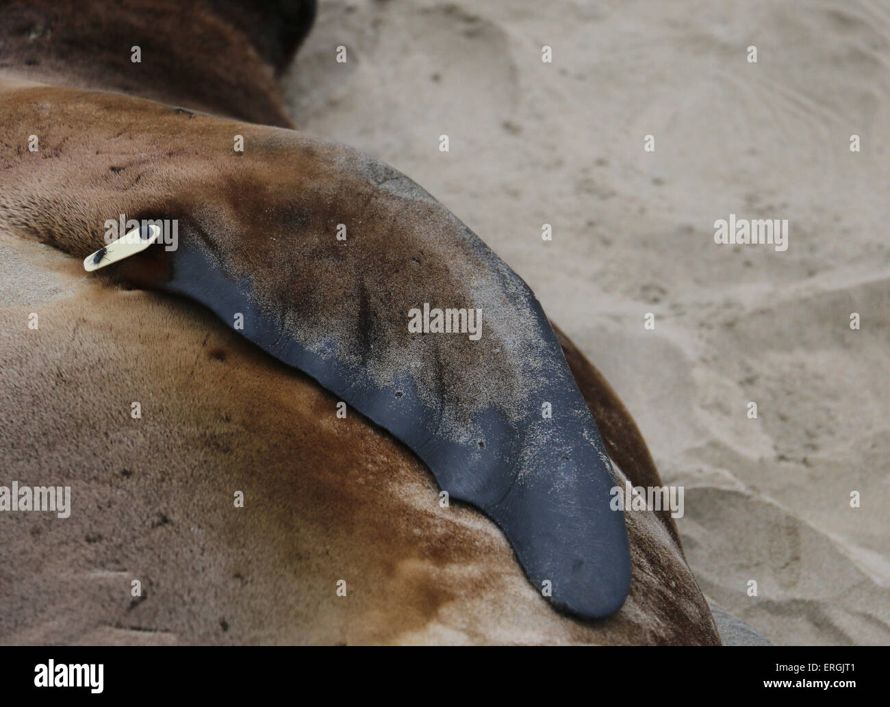 Close up of flipper Hooker's sea lion, New Zealand sea lion Surat Beach Catlins river New Zealand Stock Photo