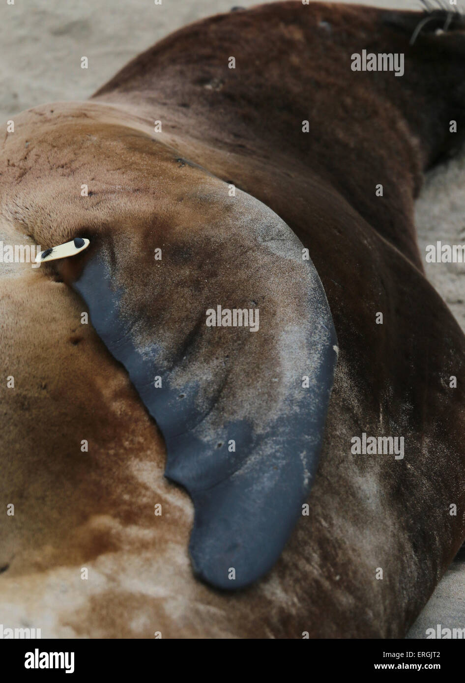 Close up of flipper Hooker's sea lion, New Zealand sea lion Surat Beach Catlins river New Zealand Stock Photo