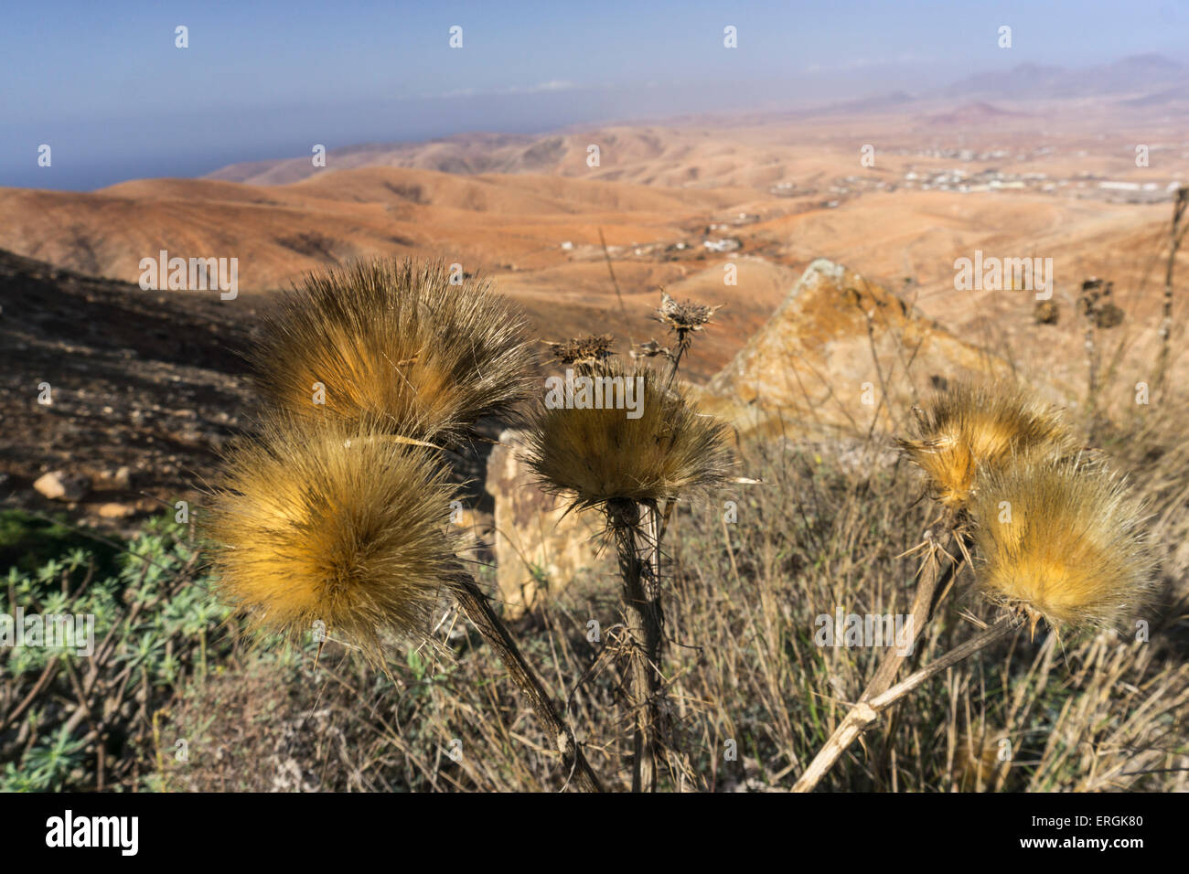 Wild flowers in Mountain Region , Fuerteventura, Spain Stock Photo