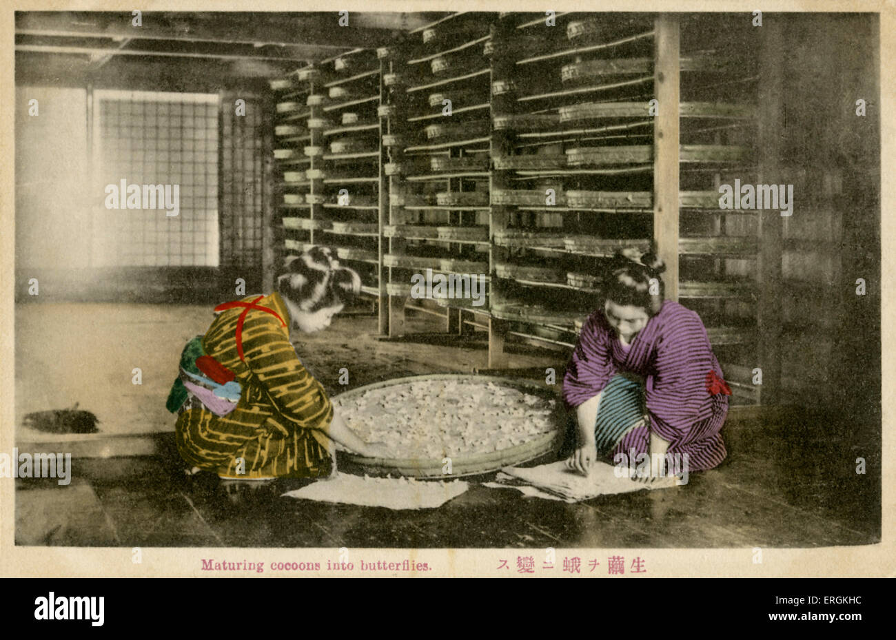 Women maturing Silk worm cocoons. Throughout the Meiji era (1868-1912) the Japanese silk industry overtook Chinese and European Stock Photo