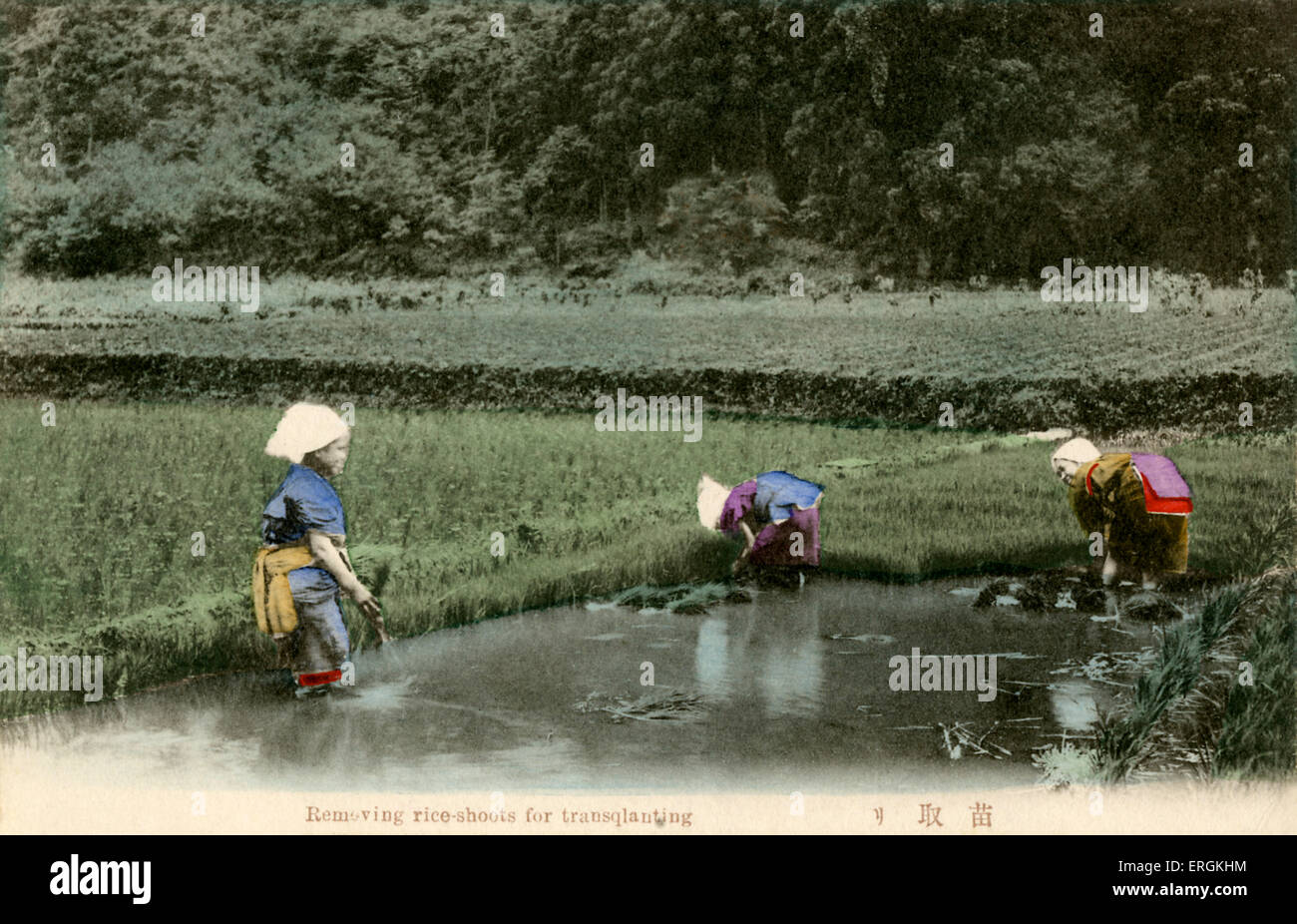 Japanese workers removing rice-shoots to be transplanted, late Meiji period (1868-1912). Seedlings are transplanted in order to Stock Photo