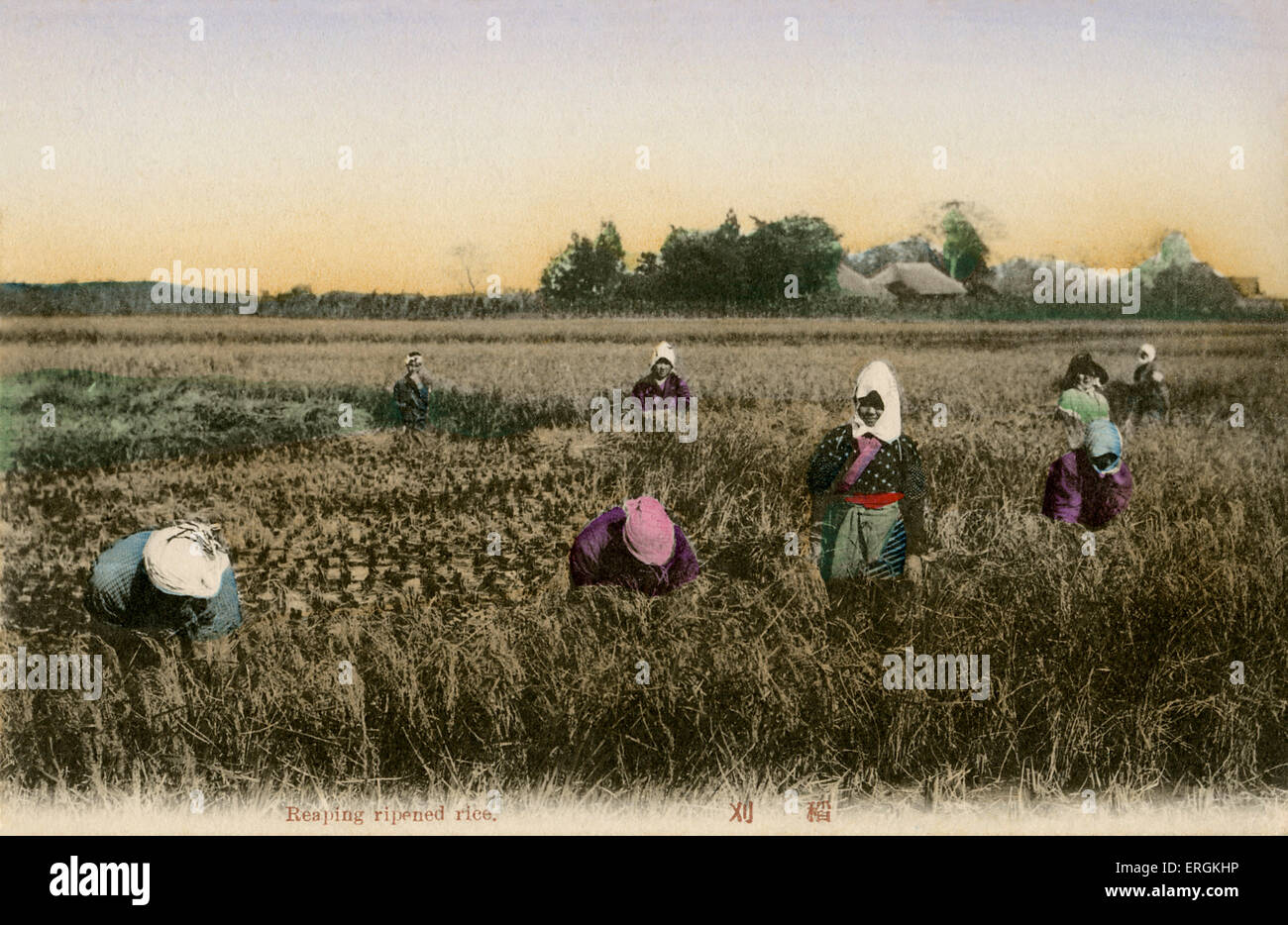 Japanese workers harvesting rice, autumn, late Meiji Era (1868-1912). Stock Photo