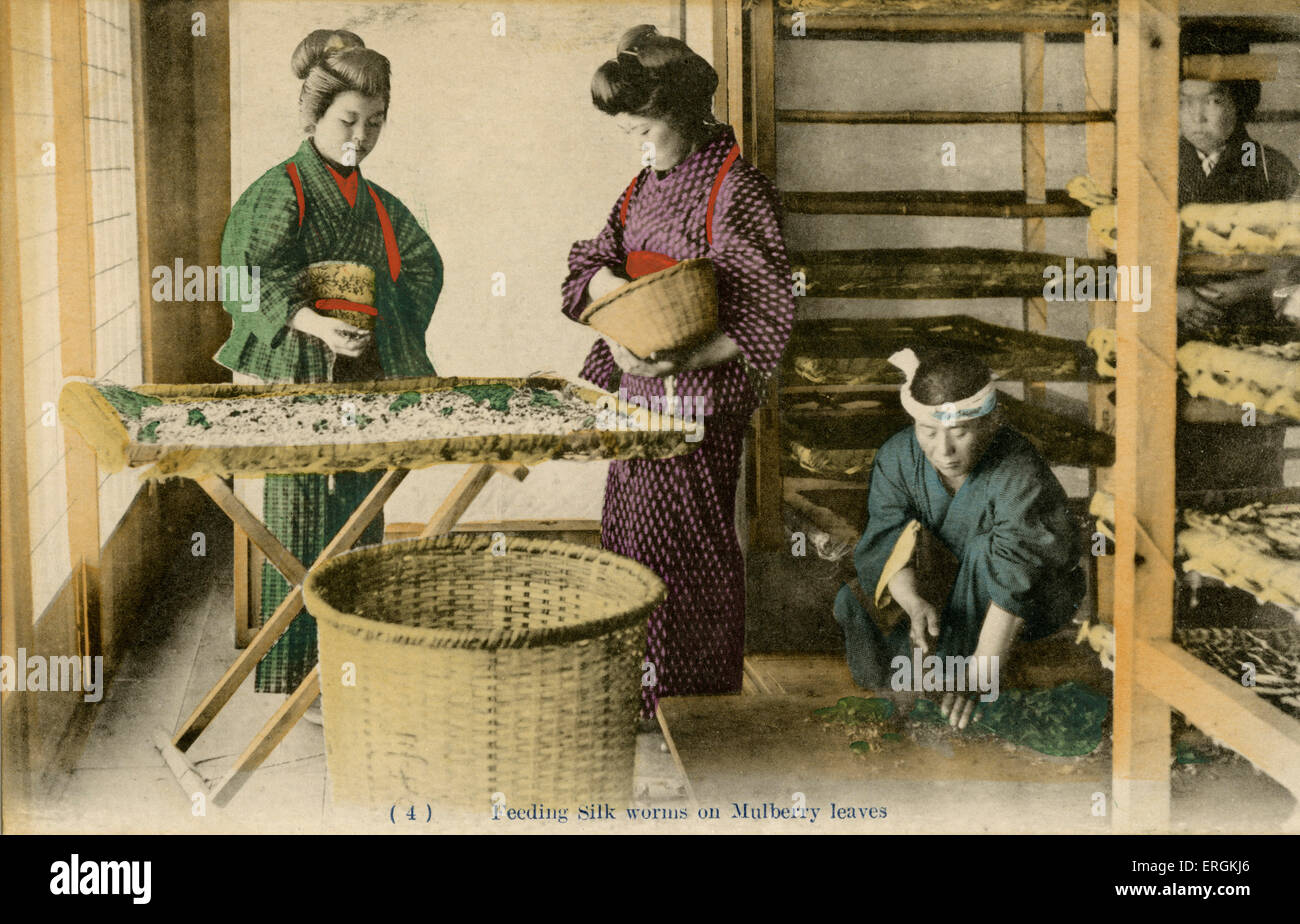 Japanese workers feeding silk worms mulberry leaves, late Meiji era (1868-1912). Silk worms almost exclusively eat the leaves of the Mulberry tree, which must be harvested and cut before silk production can begin. In the Meiji period Japan became the largest exporter of global silk. Stock Photo