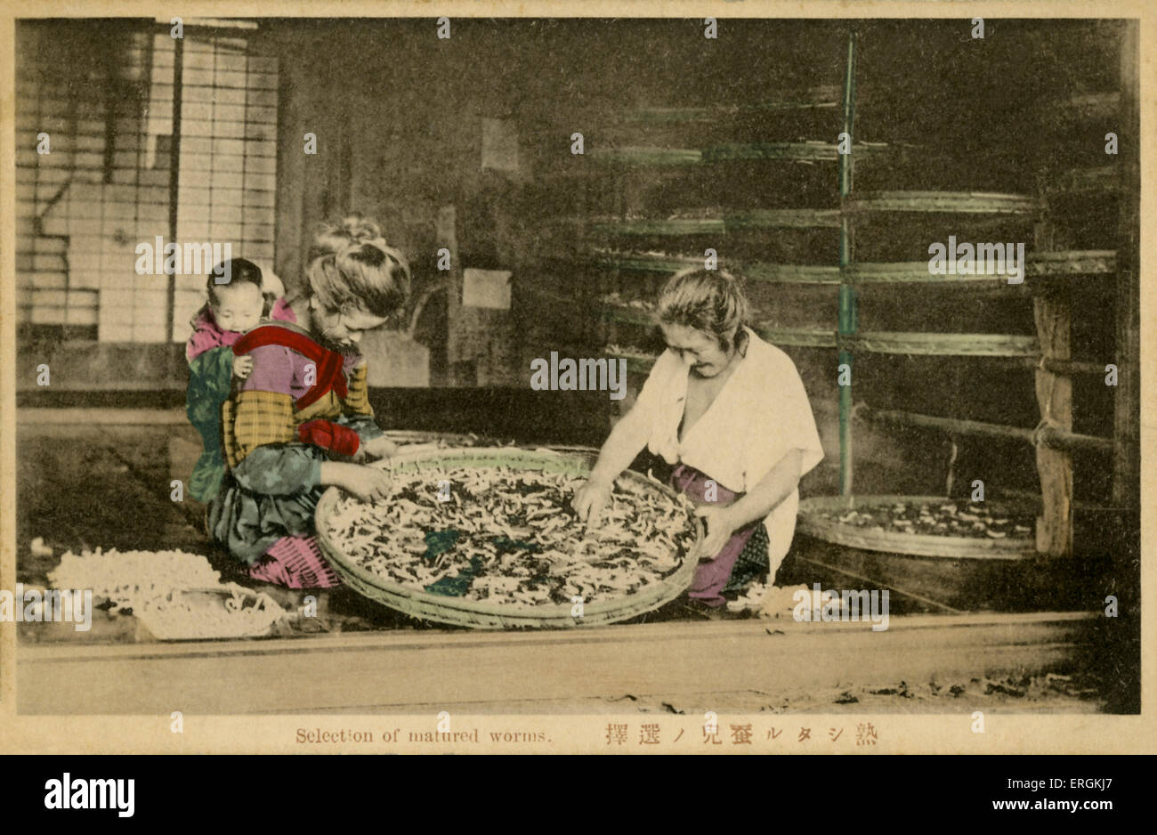 Japanese workers selecting silk worm cocoons, late Meiji era (1868-1912). In the Meiji period Japan became the largest exporter Stock Photo