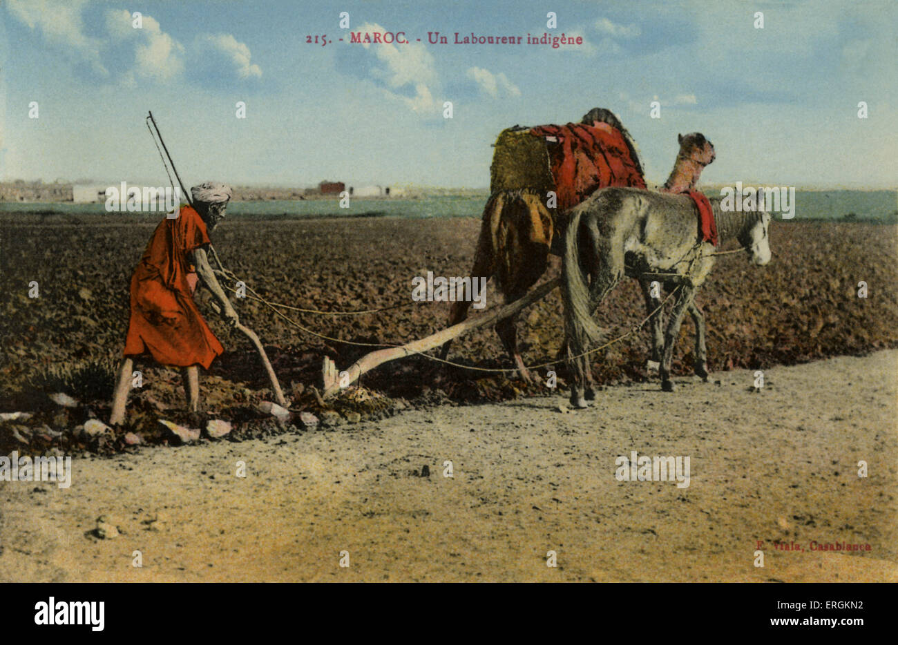 Moroccan plow with donkey and camel. Caption reads: 'Un Labourenur indigene' (an indiginous labourer). Stock Photo