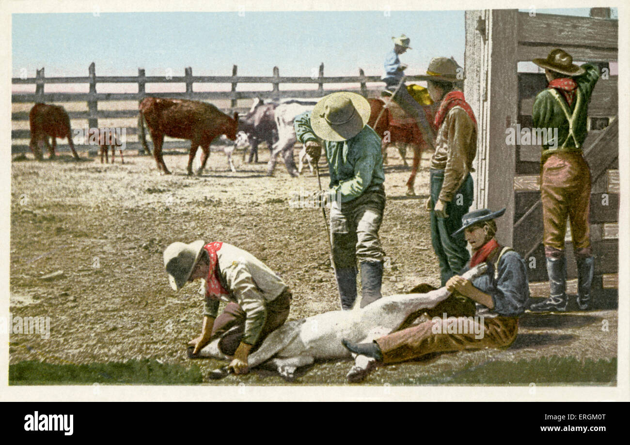 The branding of a calf by cowboys, early 20th century. Stock Photo