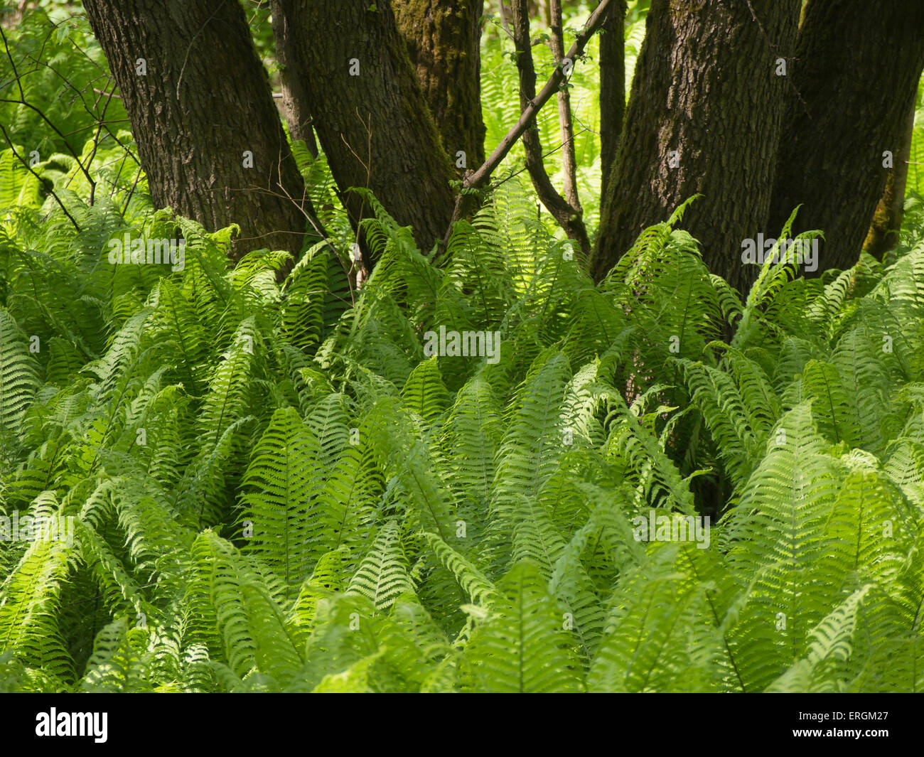 A type of fern probably Bracken, Pteridium, forest floor green carpet with dark tree trunks and sunlight reaching down Stock Photo