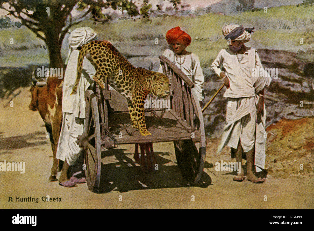Indian Cheeta chained to a cart. Colorized photograph from early 20th century. Caption reads 'a hunting Cheeta'. Stock Photo