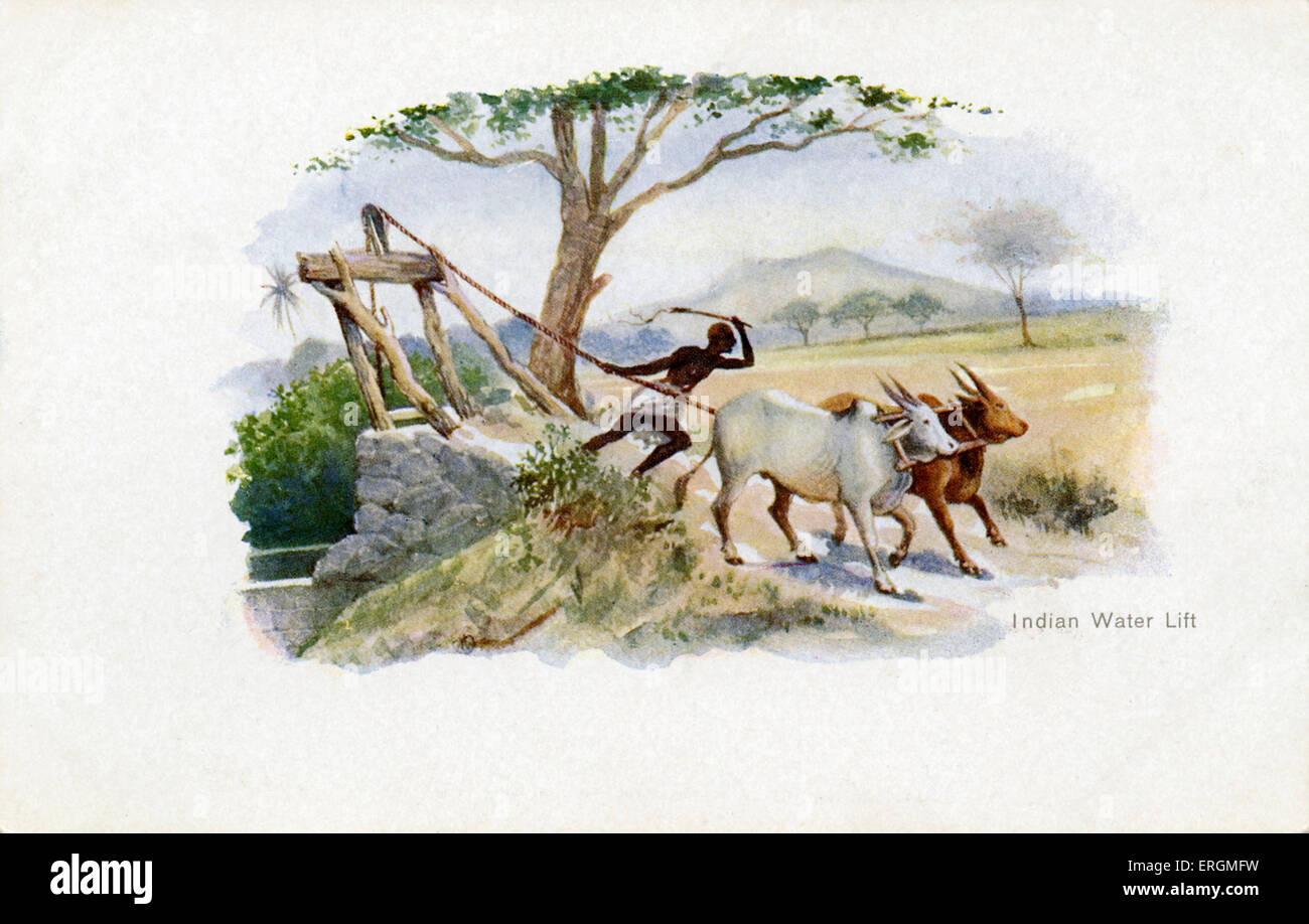 Indian water lift. Illustration from early 20th century. Two oxen are driven by a labourer. Stock Photo