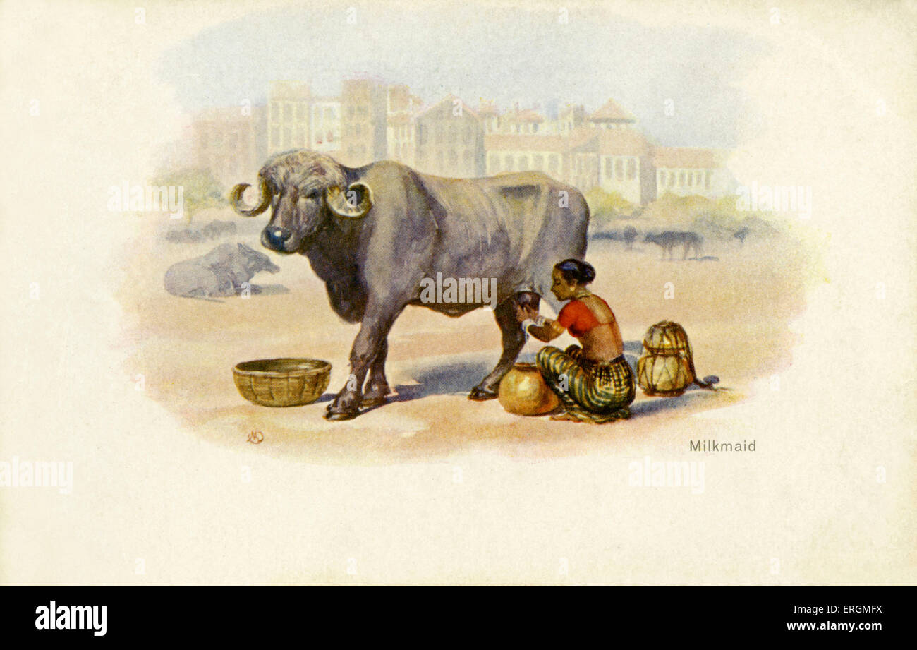 Indian milkmaid and ox. Illustration from the early 20th century. Stock Photo
