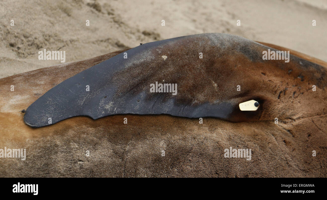 Close up of flipper Hooker's sea lion, New Zealand sea lion Surat Beach Catlins river New Zealand Stock Photo