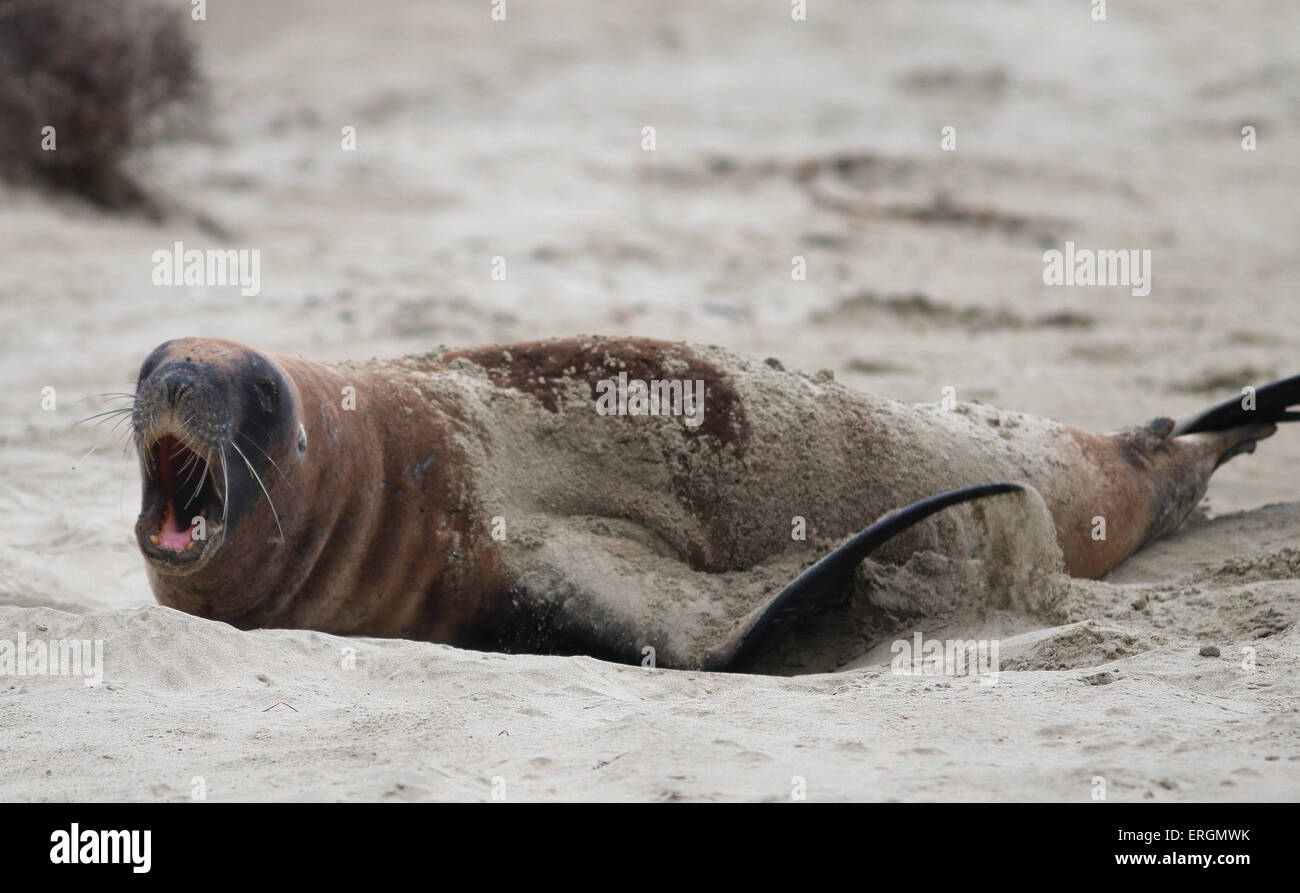 Hooker's sea lion , New Zealand sea lion sleeping resting on Surat Beach Catlins river New Zealand Stock Photo