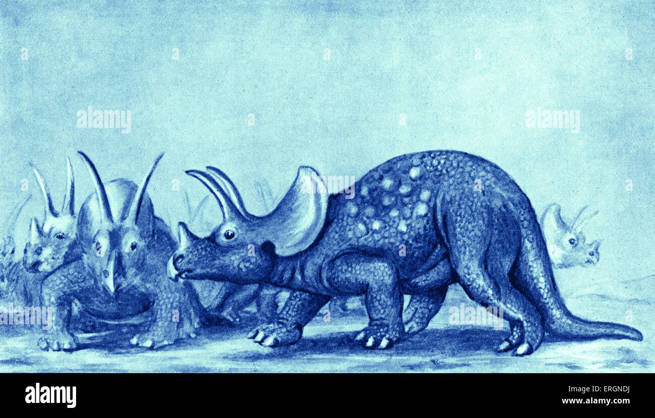 Triceratops - after artist impression. Caption reads - 'In the age to which this three-horned creature belongs reptiles took the place which mammals and birds take today.' Stock Photo