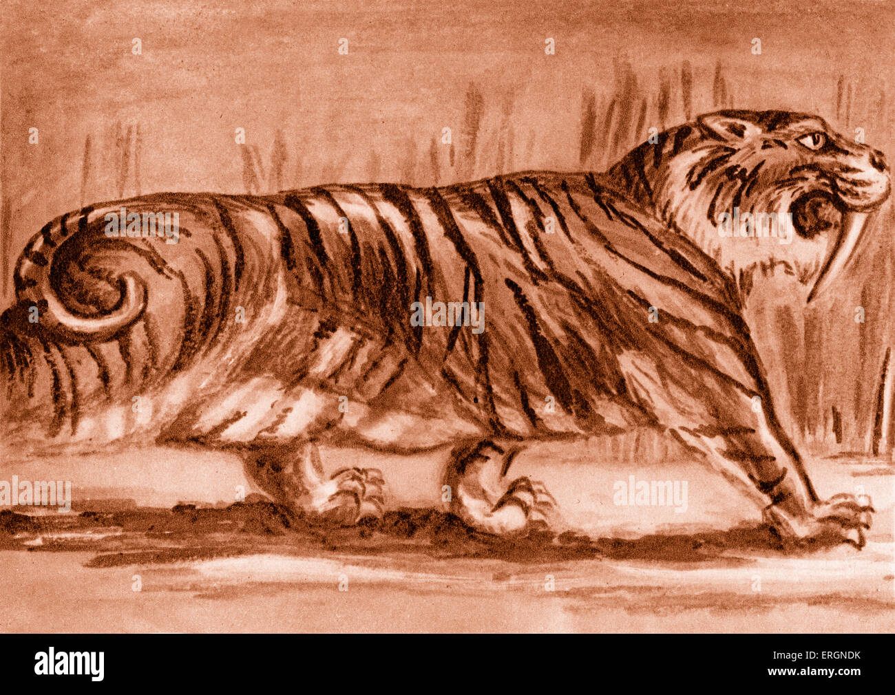 Sabre-Toothed Tiger (Machairodus) - after artist impression. Caption reads - 'This animal of the Pleistocene age was larger than the tiger we see in the zoo today.' Stock Photo