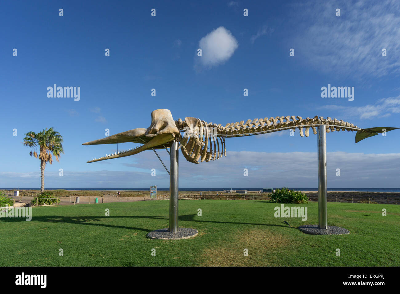Whale skeleton, Morro Jable, Jandia,  Fuerteventura, Canary Islands, Spain Stock Photo
