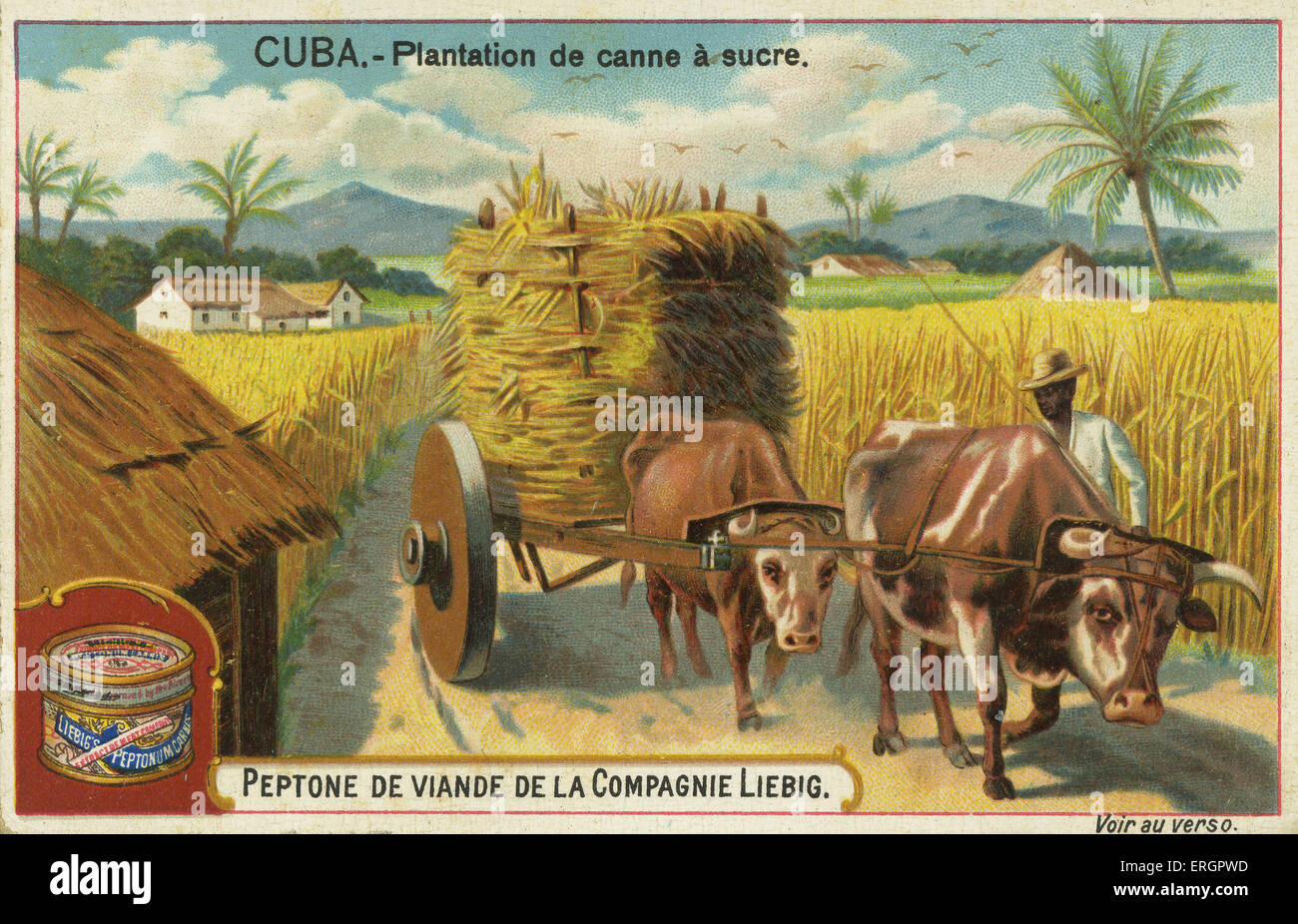 Sugar Plantation, Cuba, 19th century. Farmer drives oxen pulling a cart laden with sugar cane. From a recipe card for Liebig 's Stock Photo