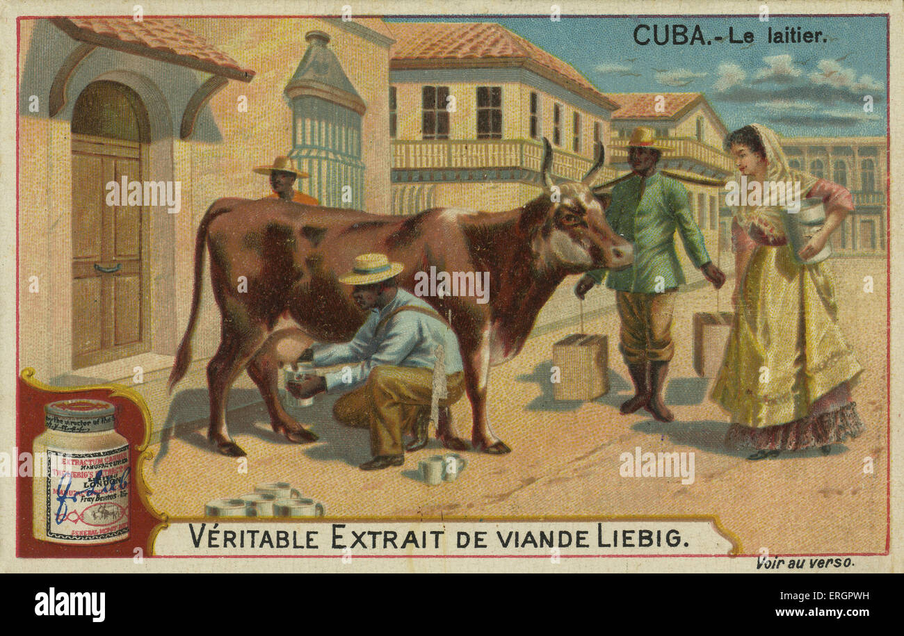 Cow milking, Cuba, 19th century. Collecting of milk in buckets. From a recipe card for Liebig 's Extract of Meat. Stock Photo