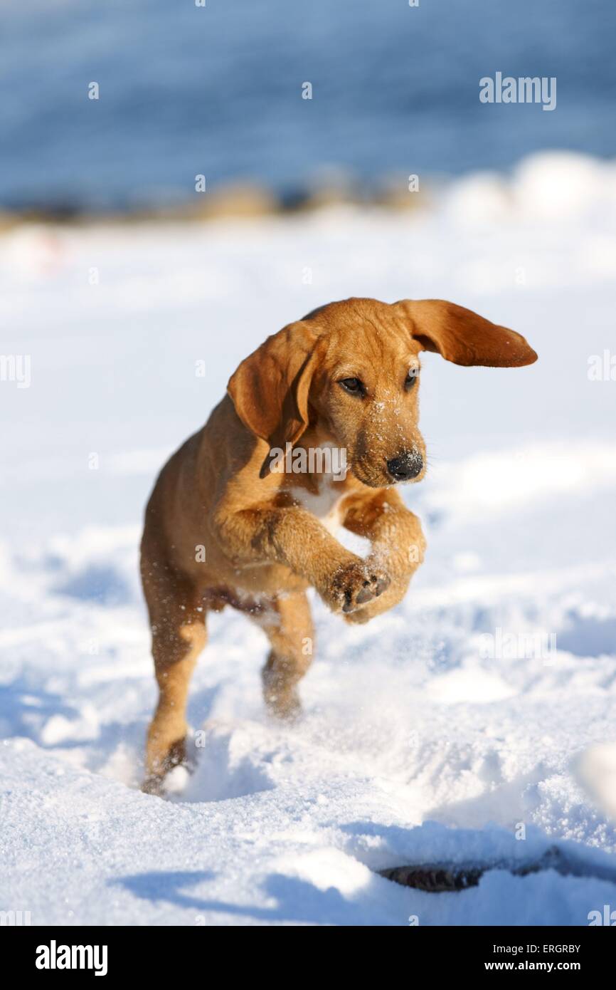 Beagle-Griffon-mongrel Stock Photo