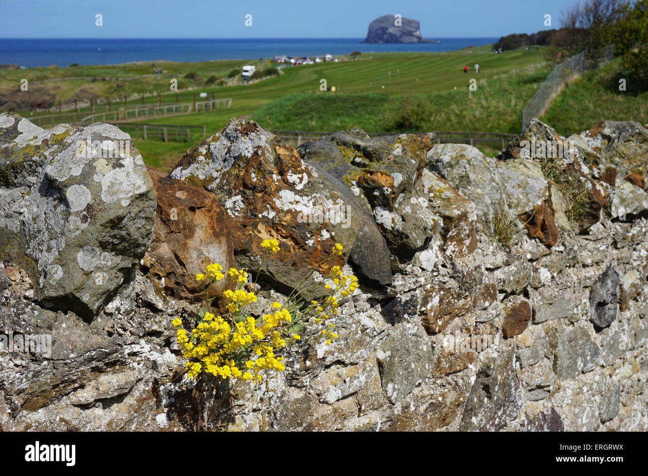Wild Flowers Growing in Wall beside Glen Golf Course Stock Photo - Alamy