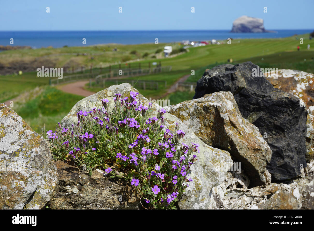 Wild Flowers Growing in Wall beside Glen Golf Course Stock Photo - Alamy