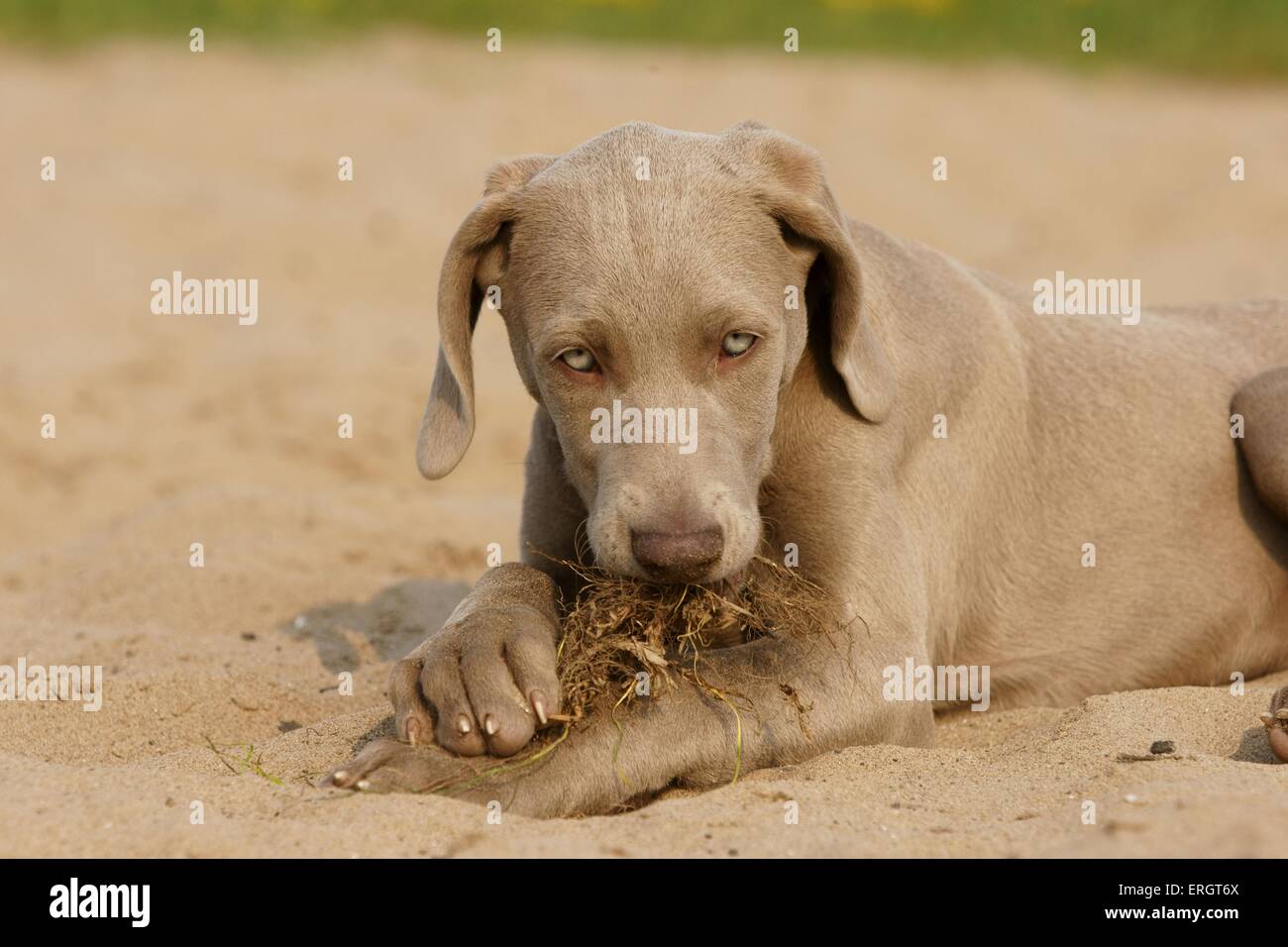 Weimaraner puppy Stock Photo