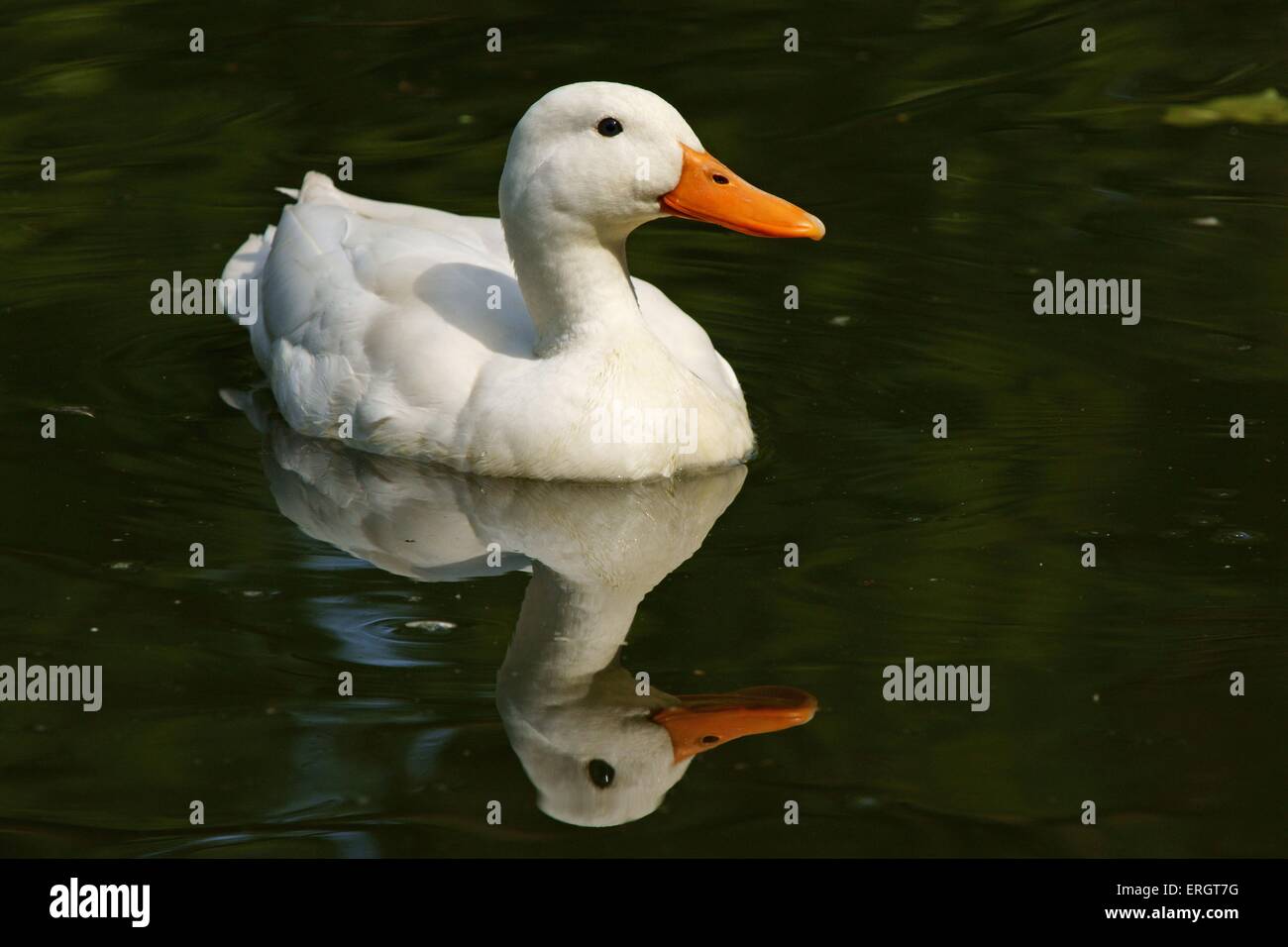 duck Stock Photo