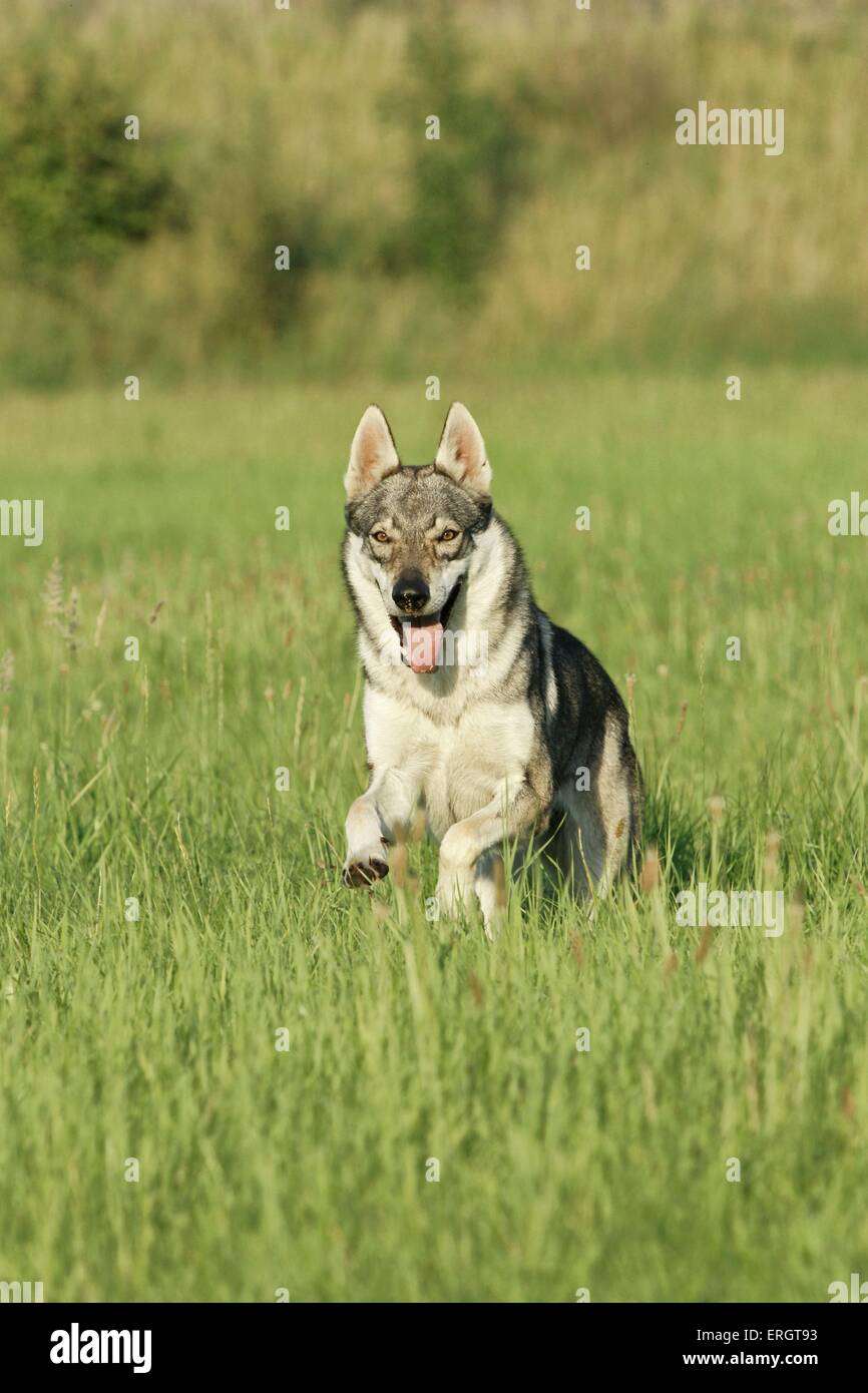 running Czechoslovakian wolfdog Stock Photo - Alamy