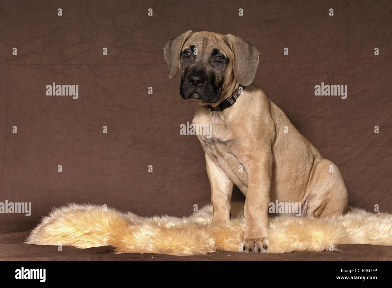 Dogo Canario Puppy Stock Photo
