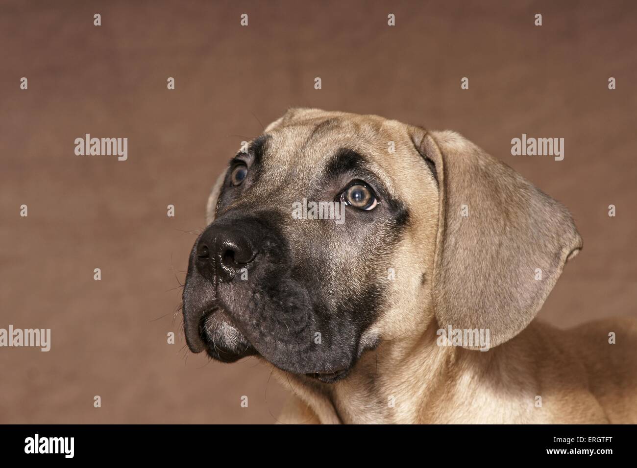 Dogo Canario Puppy Stock Photo