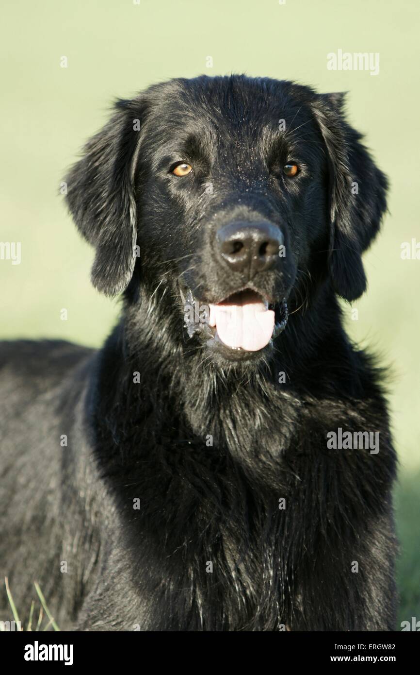 Black flat coated retriever hires stock photography and images Alamy
