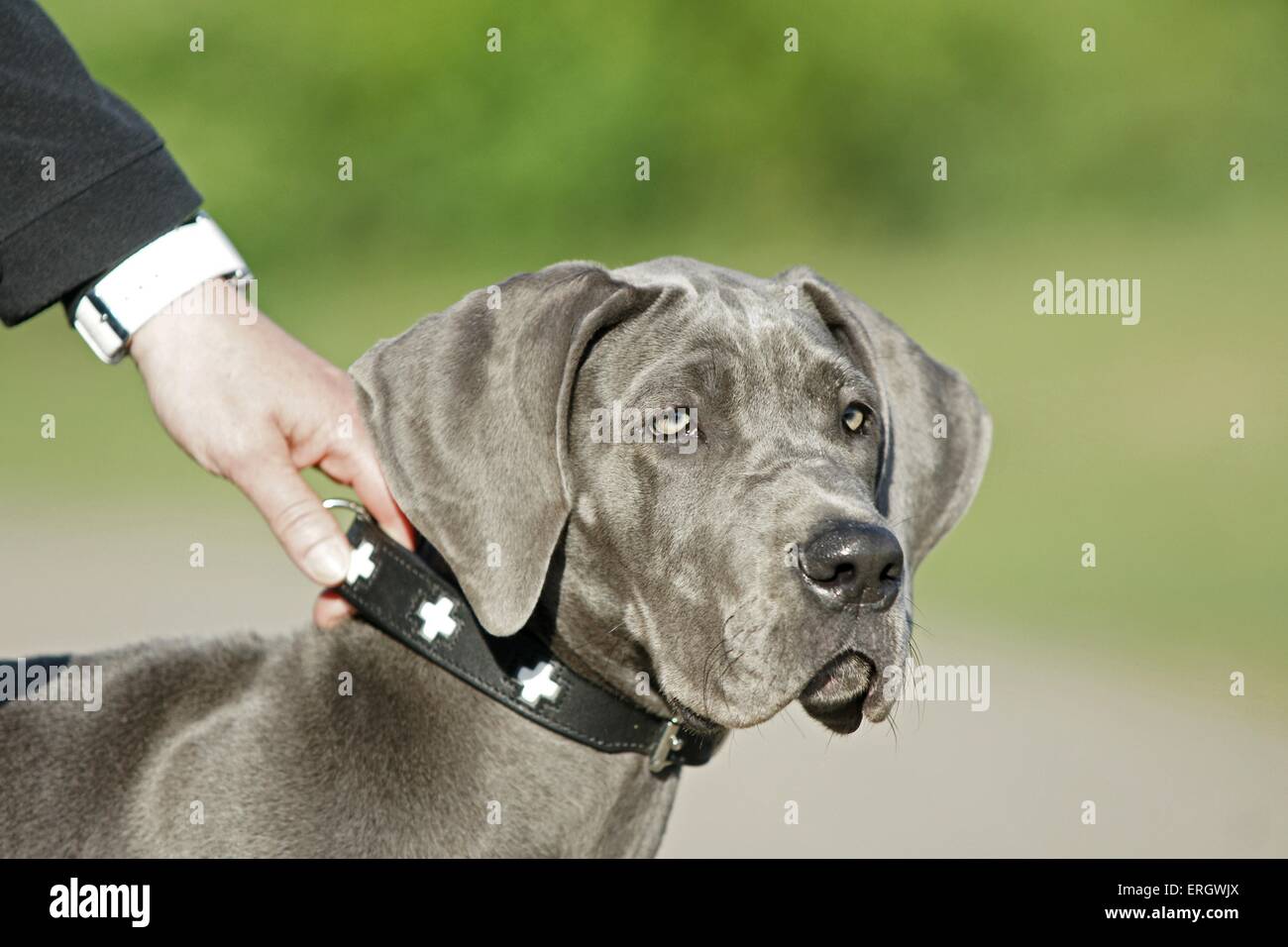Great Dane Puppy Stock Photo Alamy