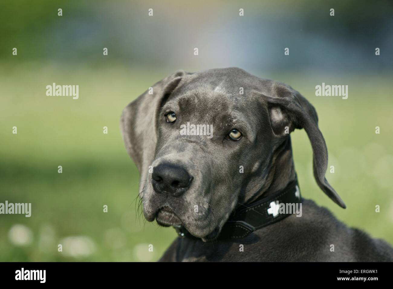 Great Dane Puppy Stock Photo Alamy