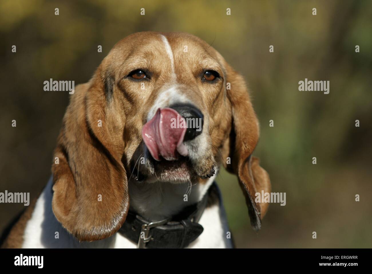 Basset Artesien Normand Portrait Stock Photo