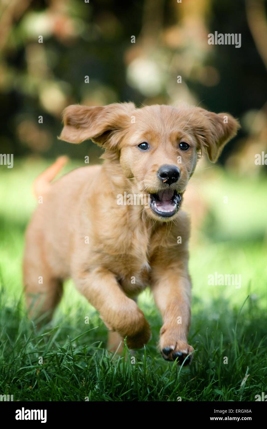 Golden Retriever Puppy Stock Photo Alamy