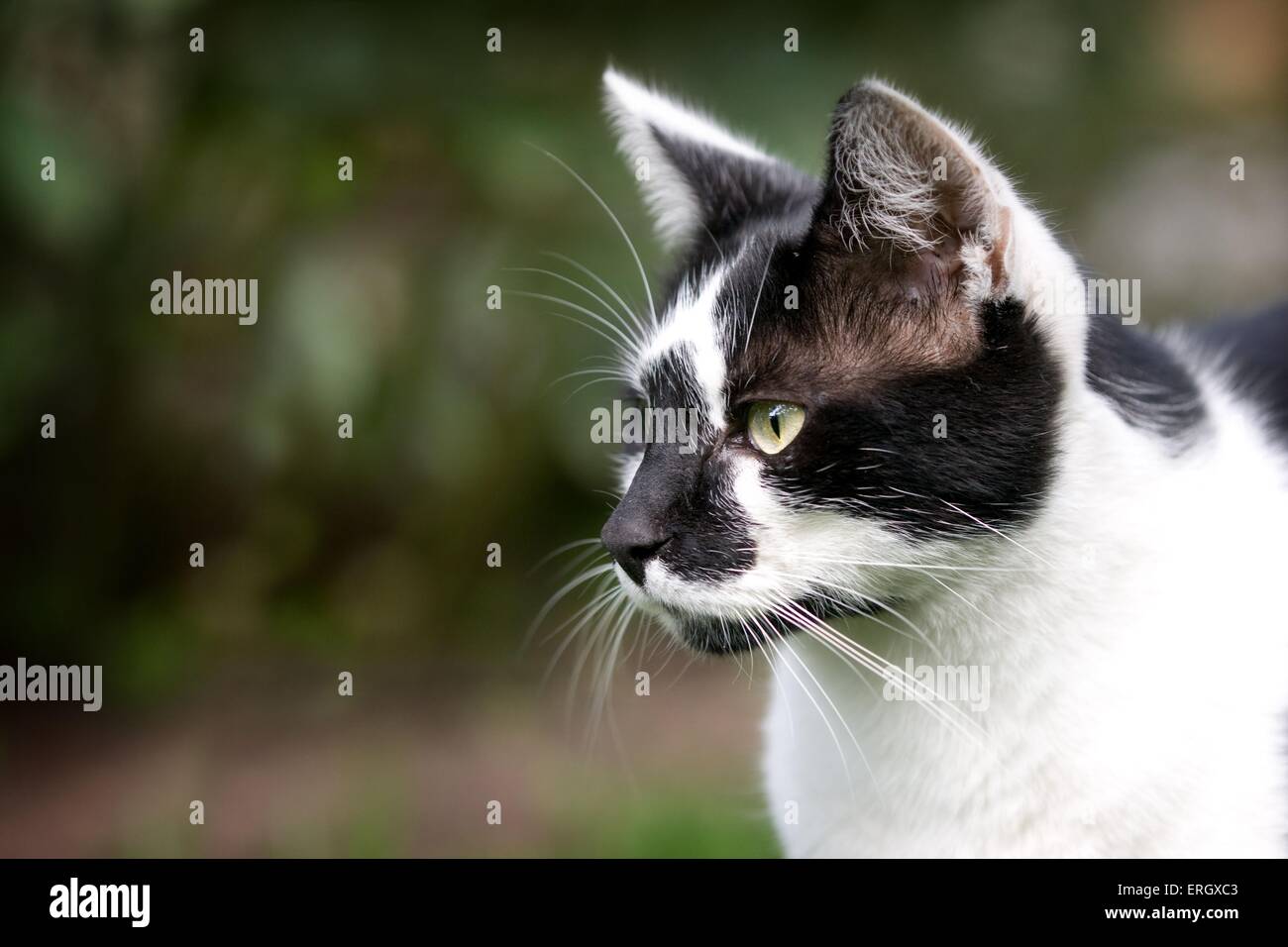 domestic cat portrait Stock Photo - Alamy