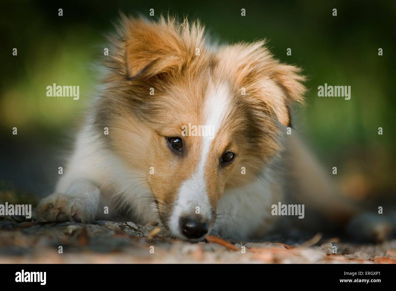 young Sheltie Stock Photo