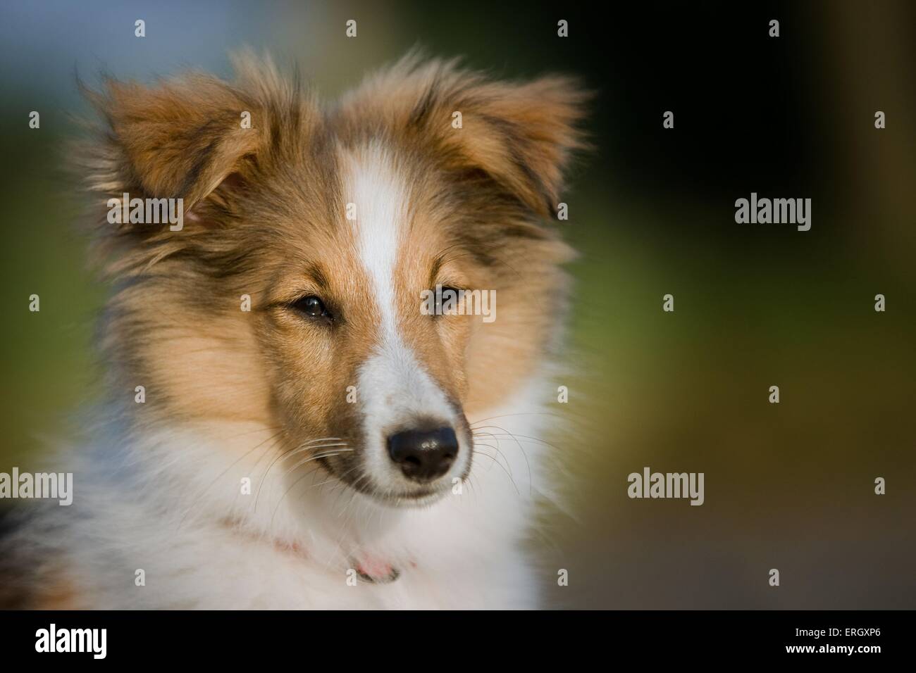 young Sheltie Stock Photo