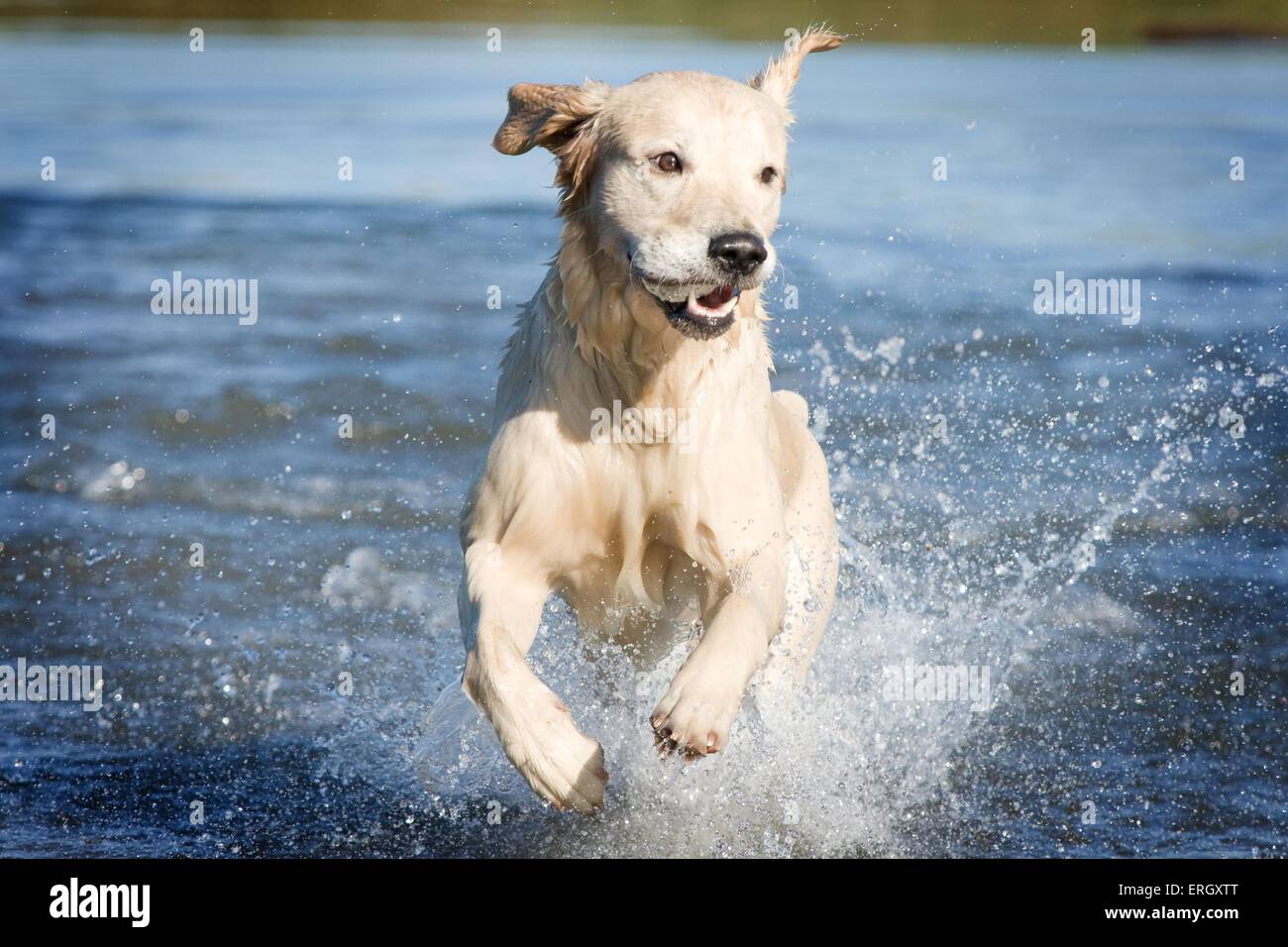 running Golden Retriever Stock Photo - Alamy