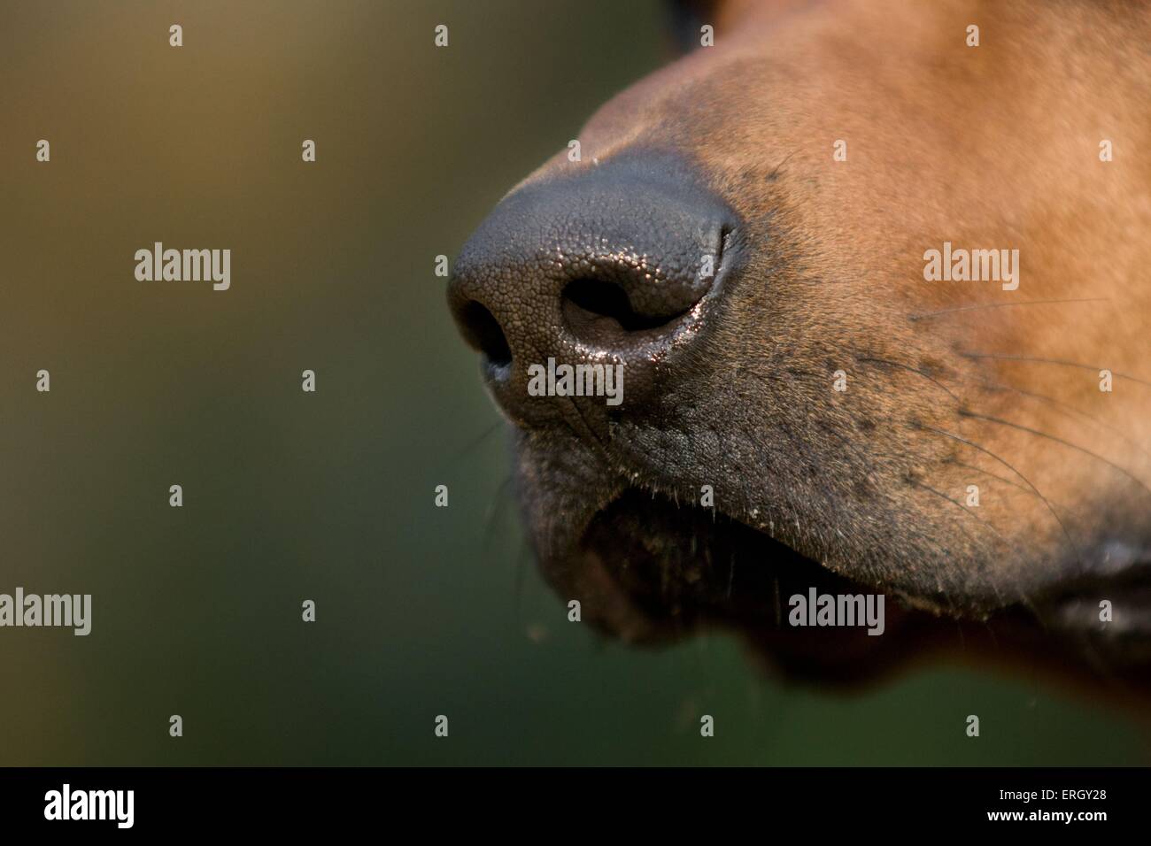 Rhodesian Ridgeback nose Stock Photo - Alamy