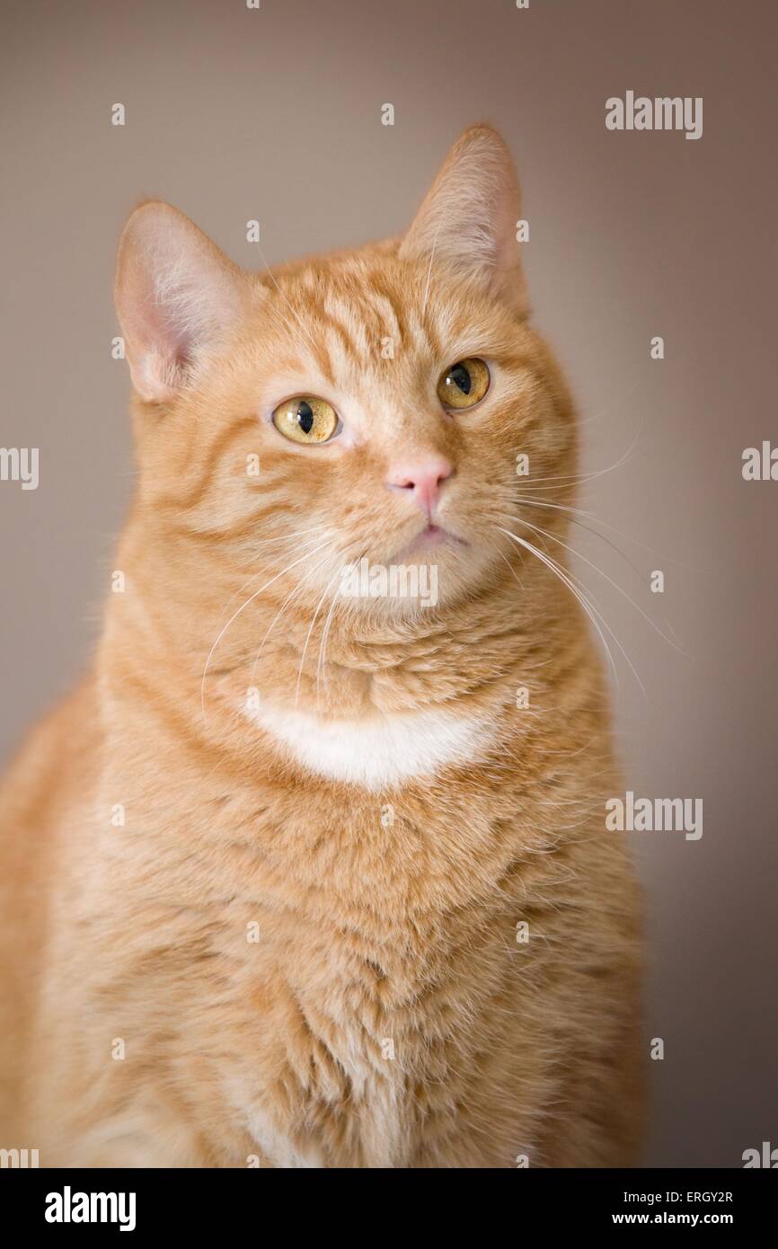 domestic cat portrait Stock Photo - Alamy