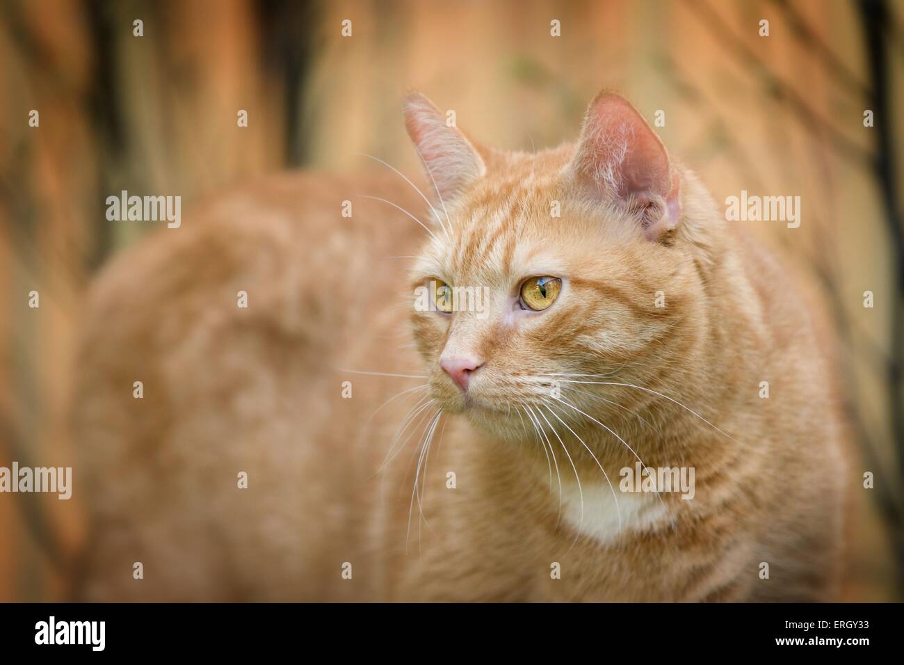 domestic cat portrait Stock Photo - Alamy