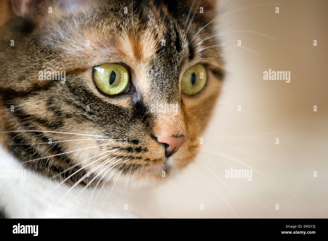 An Cat domestic cat portrait Stock Photo - Alamy