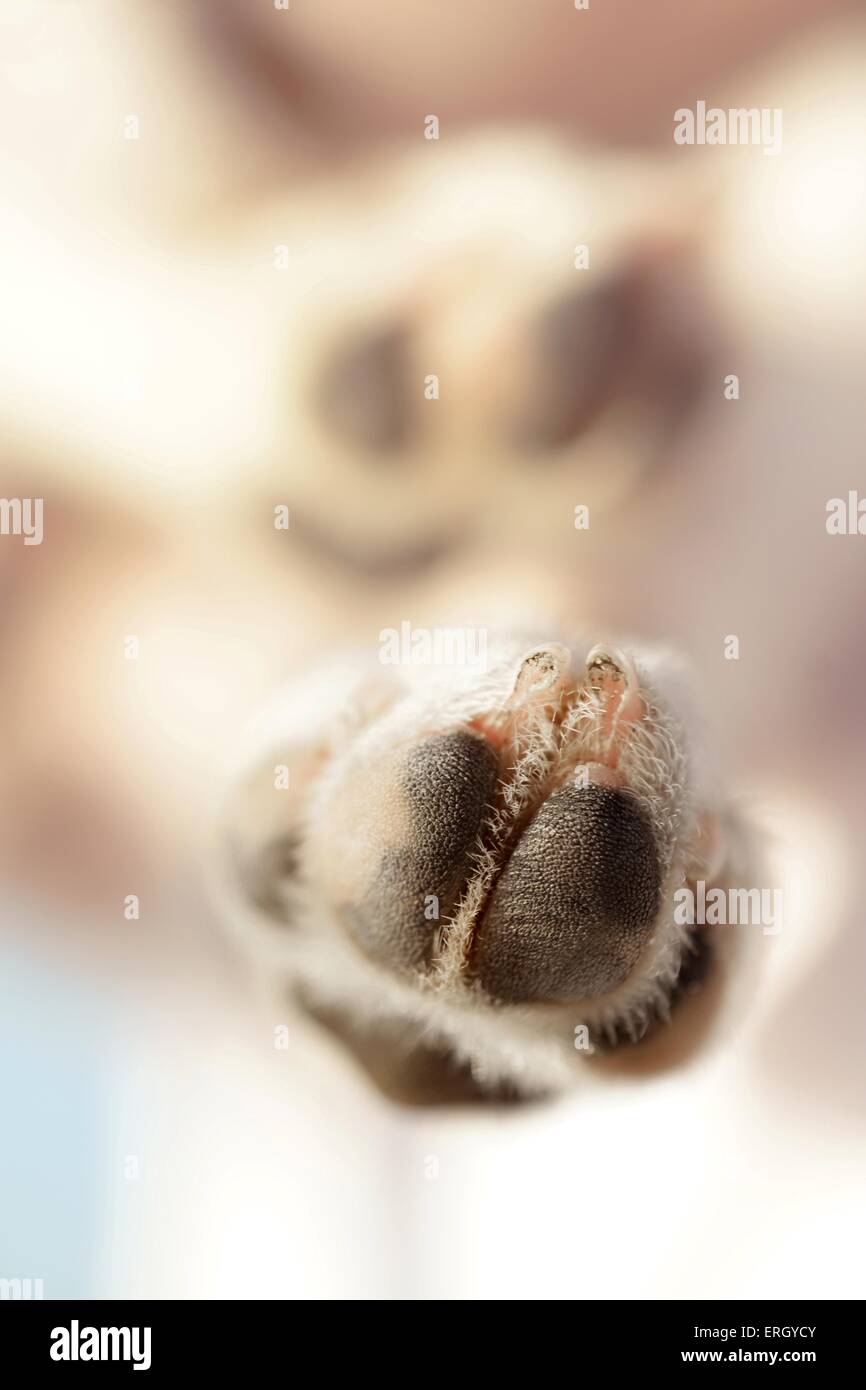 Jack Russell Terrier paw Stock Photo Alamy