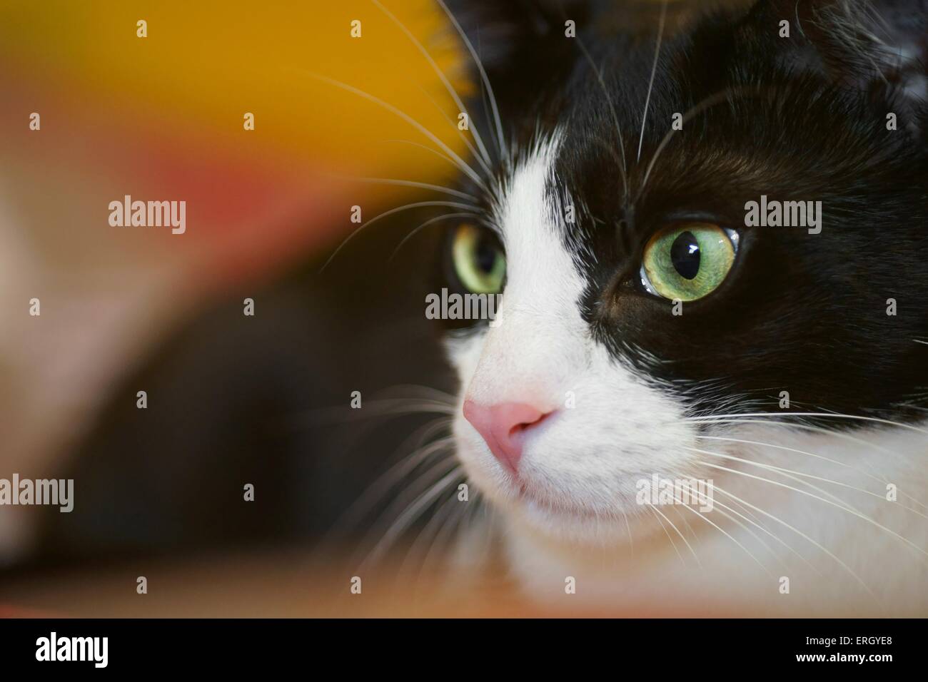 domestic cat portrait Stock Photo - Alamy
