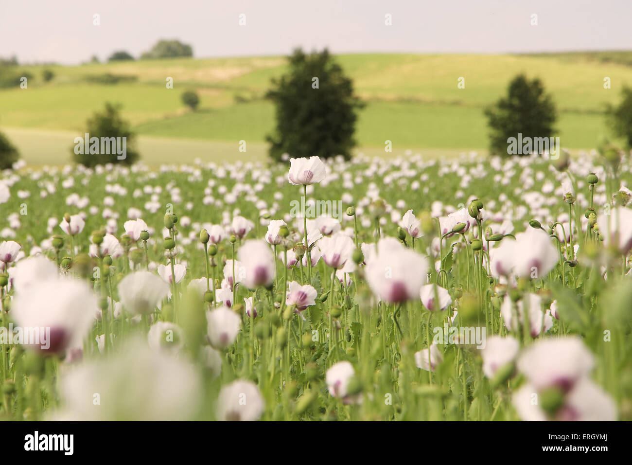 Romantic and tranquil poppy field. Concept of clean and romantic untouched nature. Stock Photo
