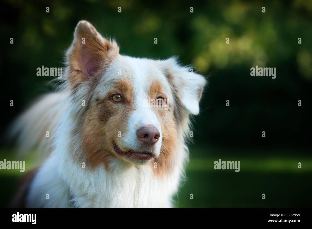 Australian Shepherd Portrait Stock Photo - Alamy
